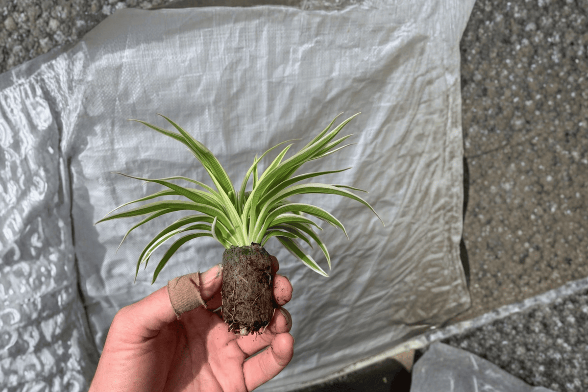 Spider Plant (Chlorophytum zebrina) - 2 Starter Plants, Bare Root