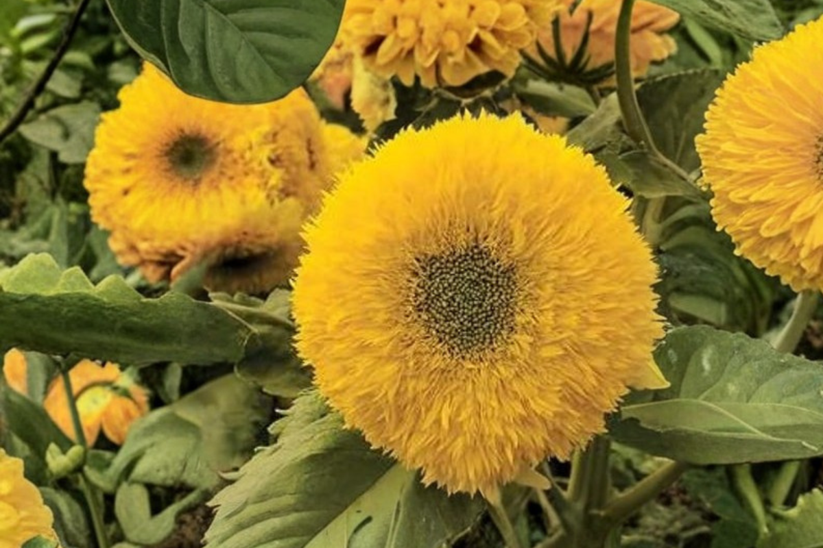Teddy Bear Sunflower Seeds - 20 Seeds, Double Bloom, Ornamental Sunflower