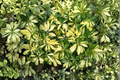 Schefflera 'Trinette' Live Plant in 4-Inch Pot | Dwarf Variegated Umbrella Plant