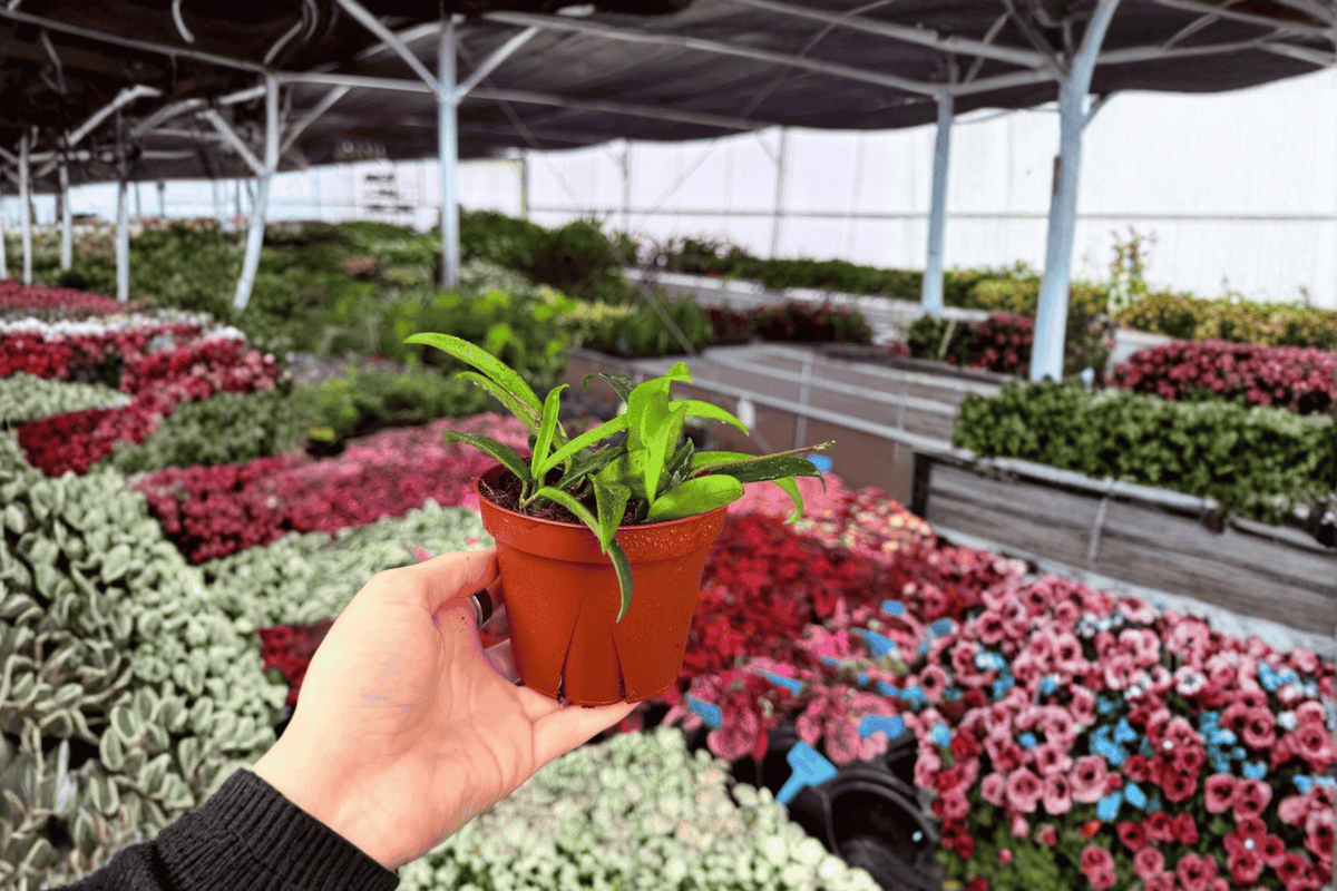 Hoya Minibelle – 2 Live Plants in 4-Inch Pots, Wax Plant Vine
