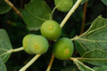 Brown Turkey Fig Live Plant (Ficus carica) - 1 Well-Rooted