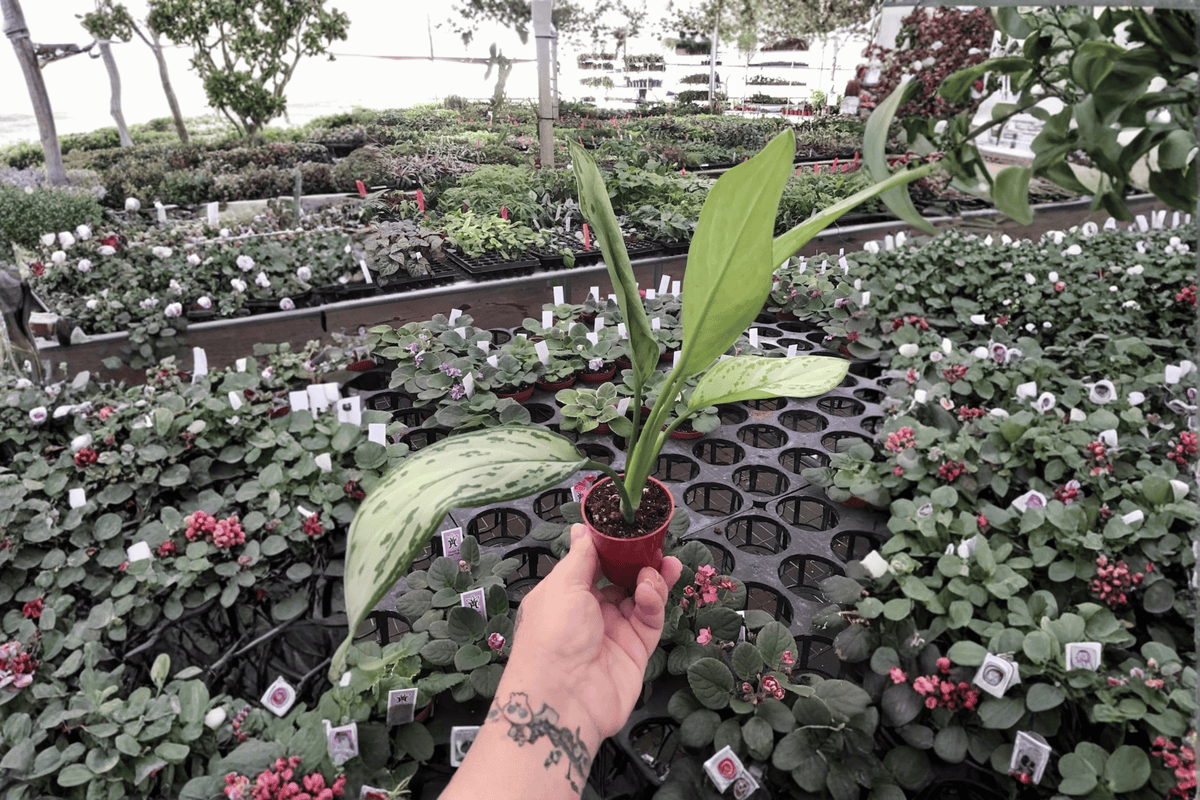 Aglaonema Silver Queen Starter Plants (2-Pack) - Bare Root