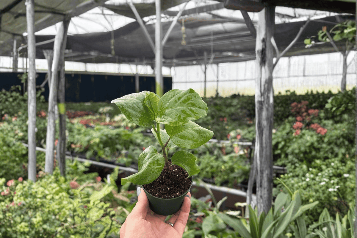 Red Planet Hibiscus 2 Live Starter Plants — 2-Inch Pot