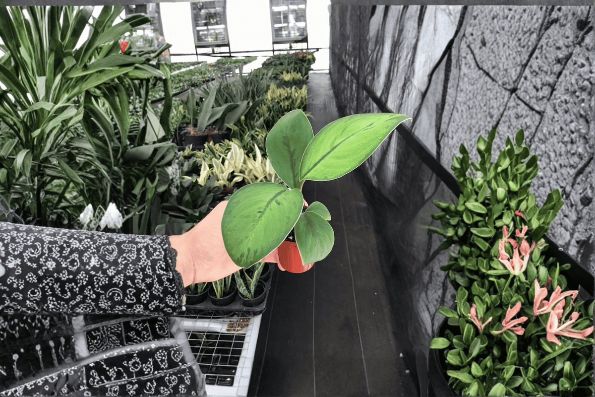 Homalomena 'Selby' Live Plant Pair in 2-Inch Pots | Rare Tropical Foliage
