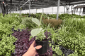 Ficus elastica ‘Tineke’ (2 Live Plants) in 4" Pots – Variegated Rubber Plant