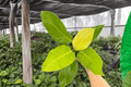 Philodendron Moonlight Live Plants – 2 Plants in 4-Inch Pots