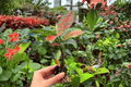 Aglaonema Diamond Red Starter Plants (2 Exact) – 2-Inch Plugs, Not Potted