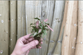 Syngonium podophyllum ‘Neon’ Neon Pink Starter Plants – 2-Pack