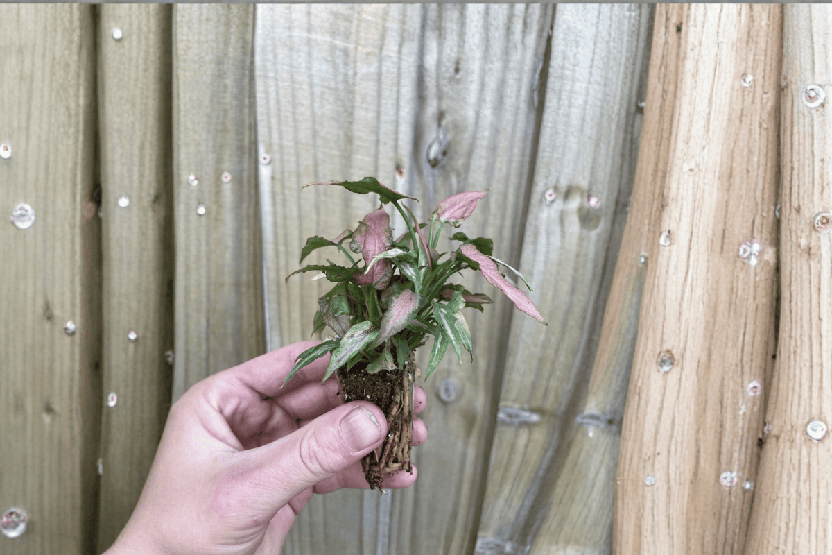 Syngonium podophyllum ‘Neon’ Neon Pink Starter Plants – 2-Pack
