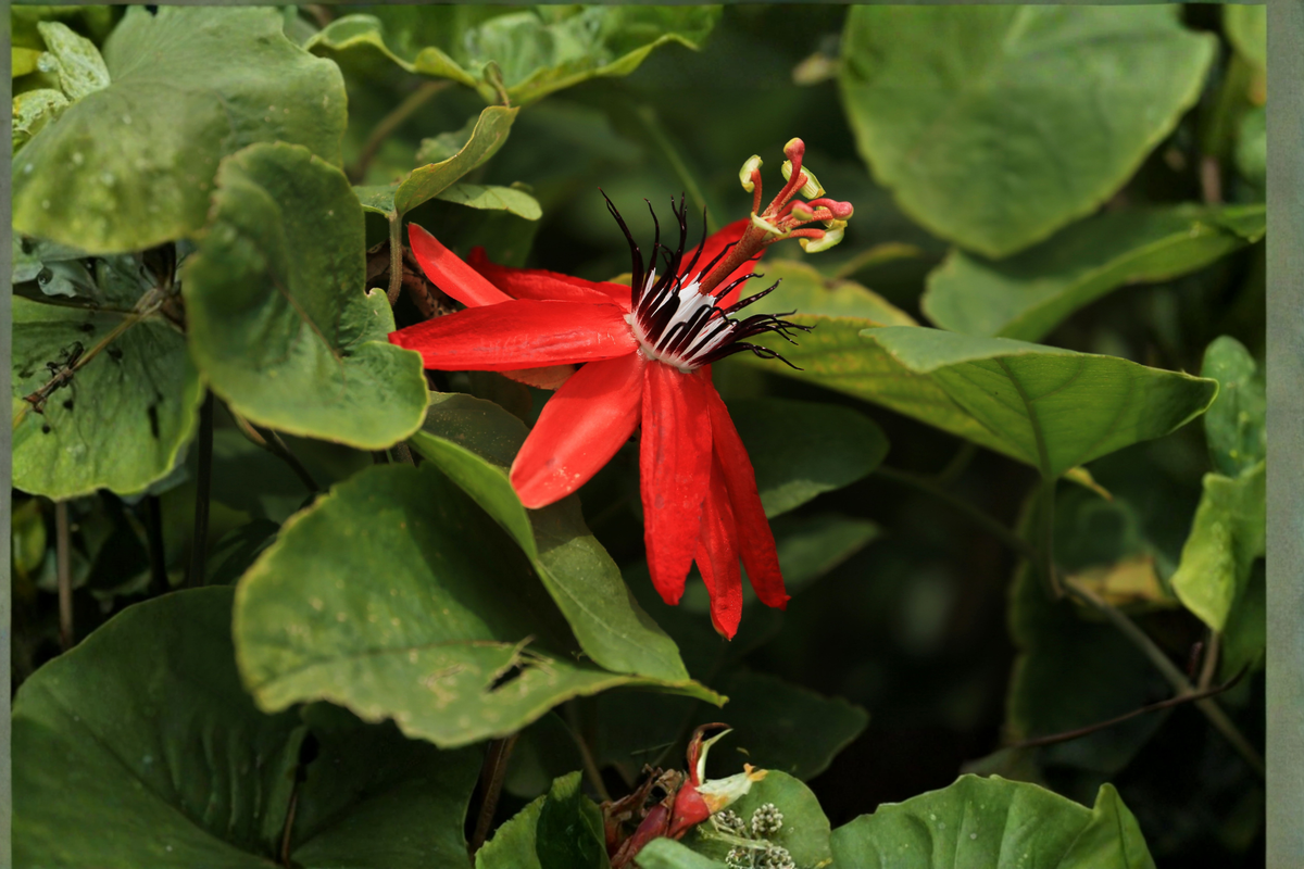 Lady Margaret Passion Flower Live Plants – 4–6" Bare Root Vines (Passiflora 'Lady Margaret')