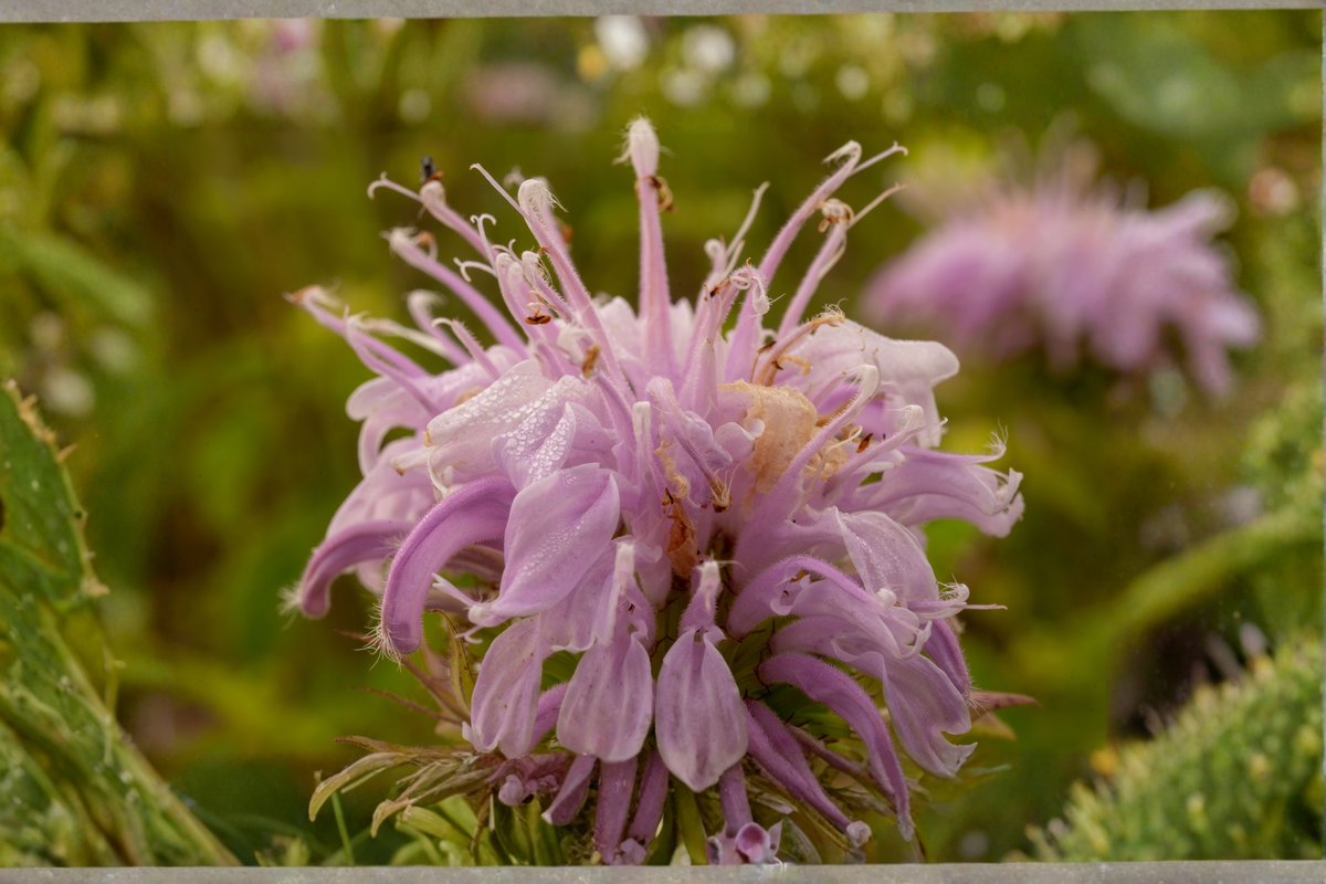 Wild Bergamot Monarda fistulosa 3 Rooted Starter Plants in 1 Qt Pots