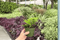 Hoya Jade 2 Live Plants in 4-Inch Pots – Hoya Jade