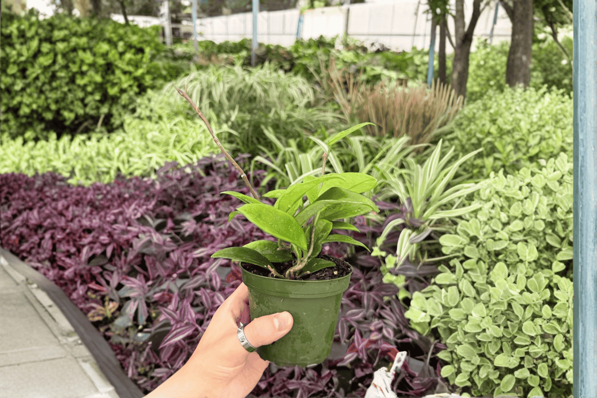 Hoya Jade 2 Live Plants in 4-Inch Pots – Hoya Jade