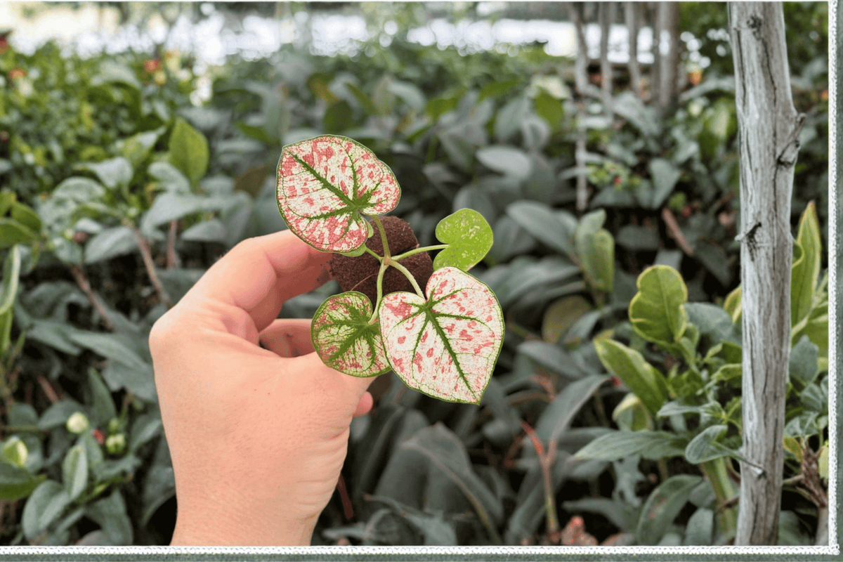 Caladium Scarlet Mary - 2 Exact Live Starter Plants (Scarlet Mary Caladium)