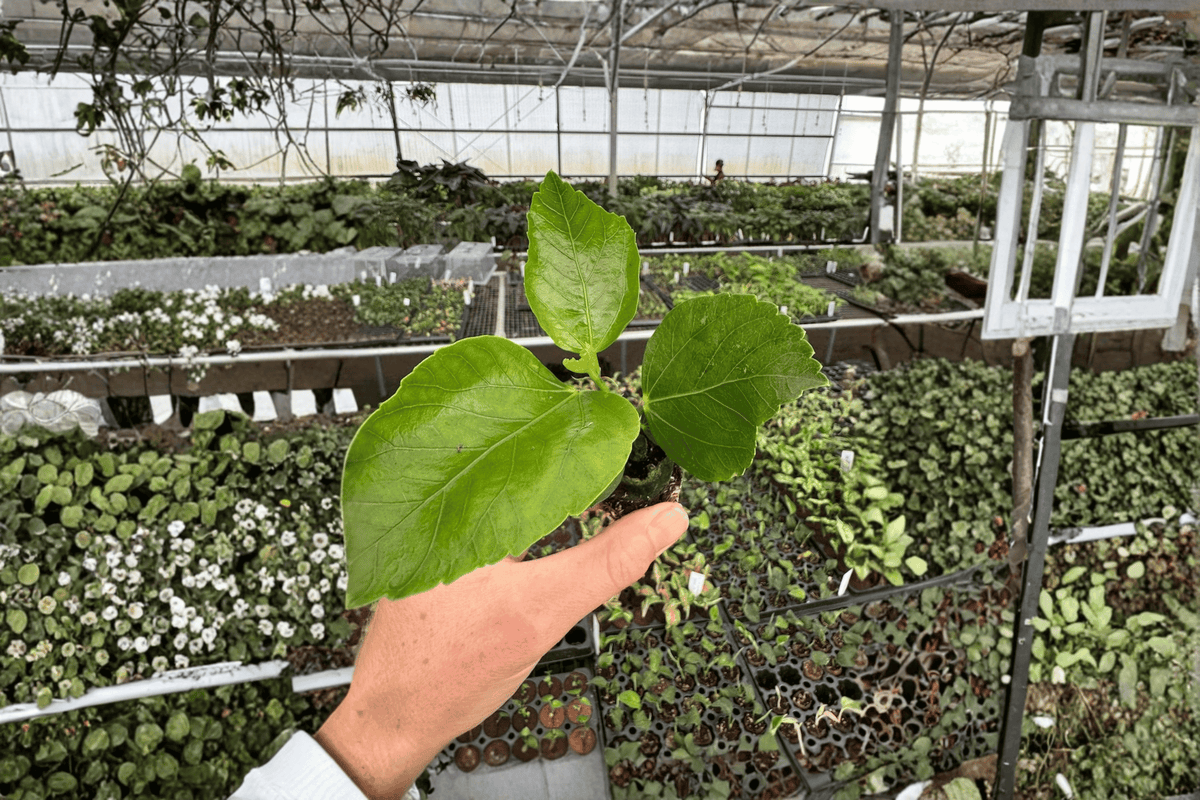 Quasar Hibiscus Starter Plants (2-Pack) - Hibiscus rosa-sinensis 'Quasar' Bare Root