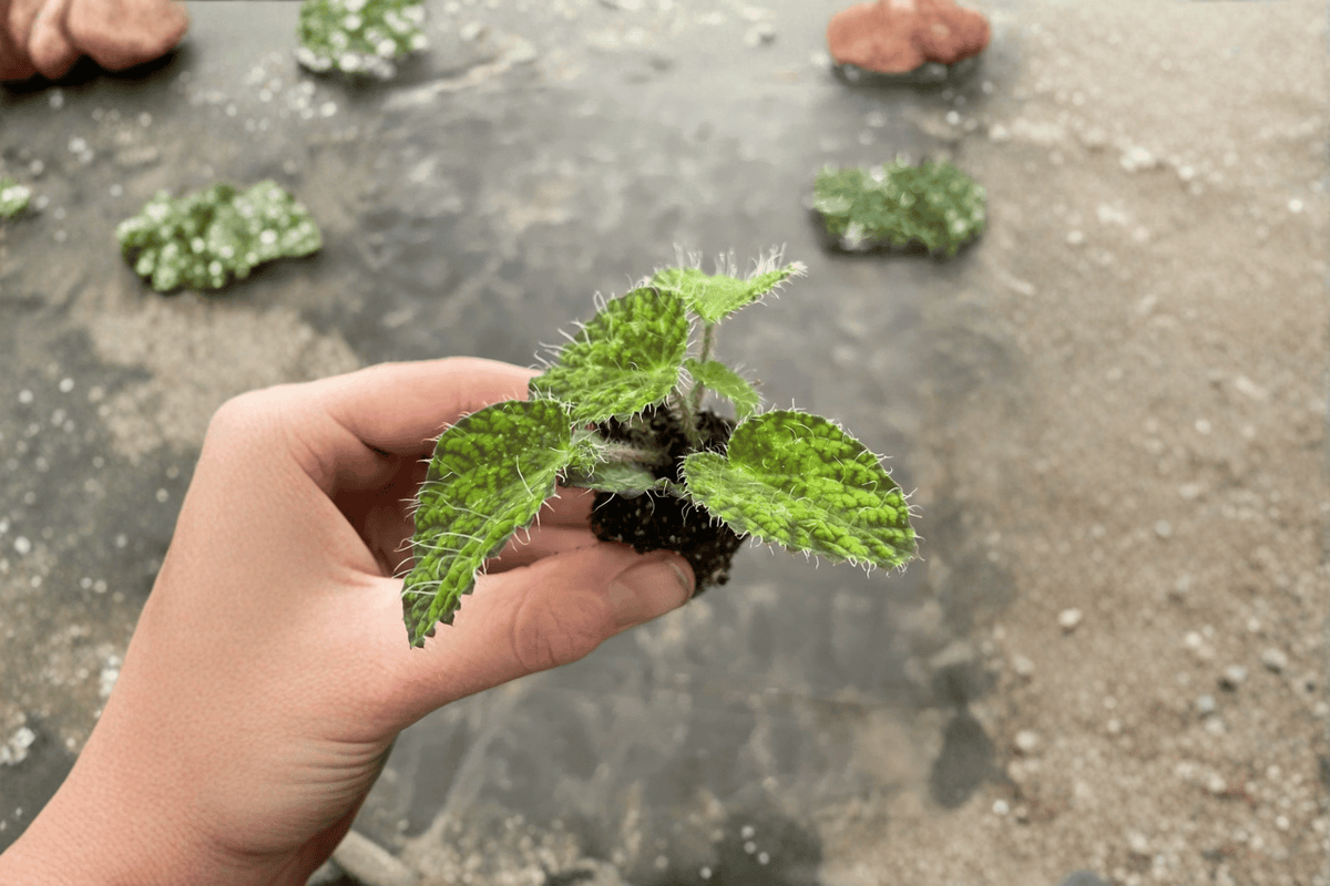Begonia sizemoreae 'Longiciliata' Starter Plants (2) – Bare Root Live Begonias