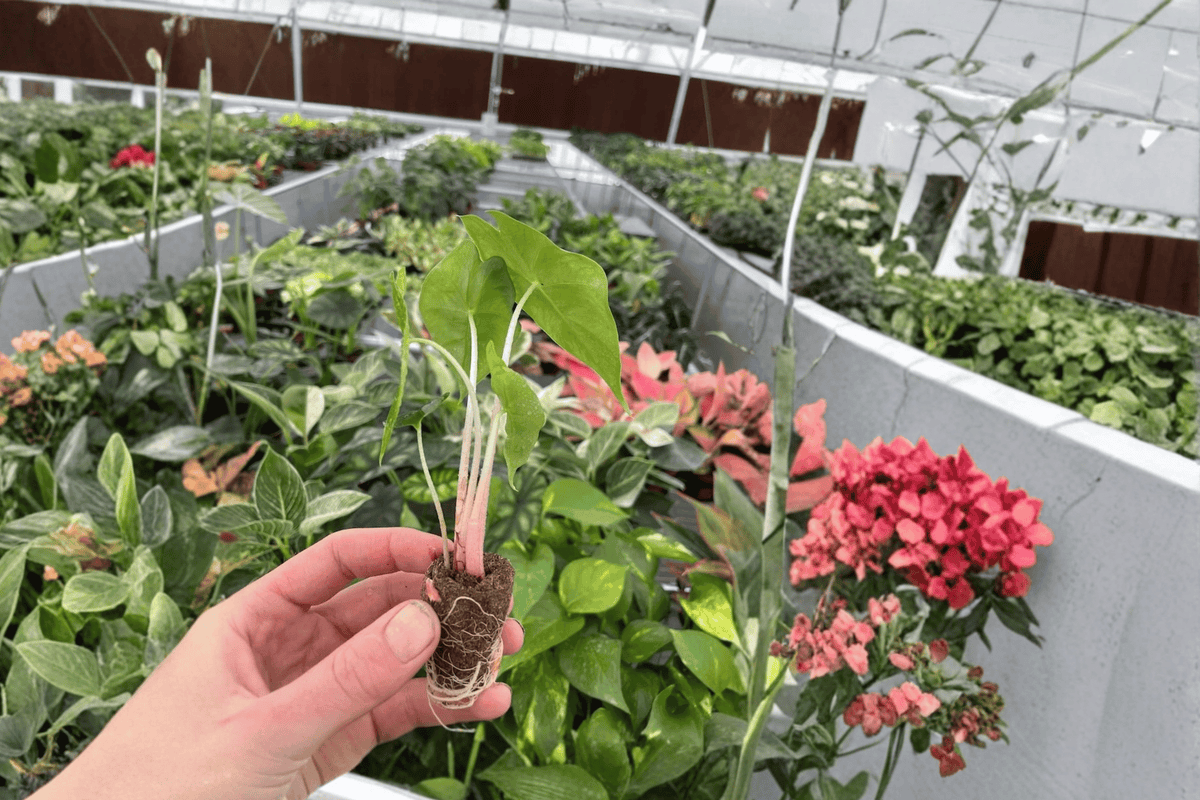 Alocasia Morocco Starter Plants (2) — Live 2-Inch Pot, Soil Pods, Upright Rhizomatous Folage