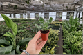 Alternanthera Snow Queen Starter Plants (2-Pack) - Bare Root