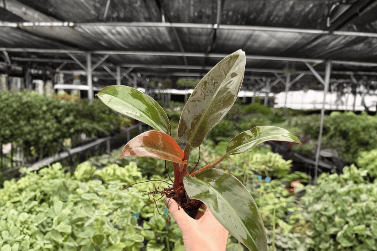 Philodendron Imperial Red Starter Plants (2) – Bare Root, 2-Inch Pots
