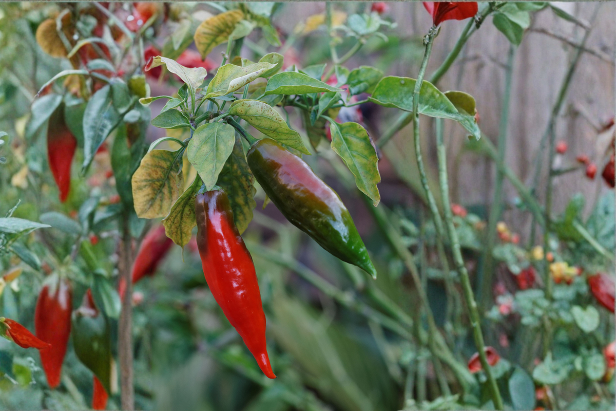 Black Naga Twister Pepper Live Plants - 3 Starter Plants, 75+ Days Old