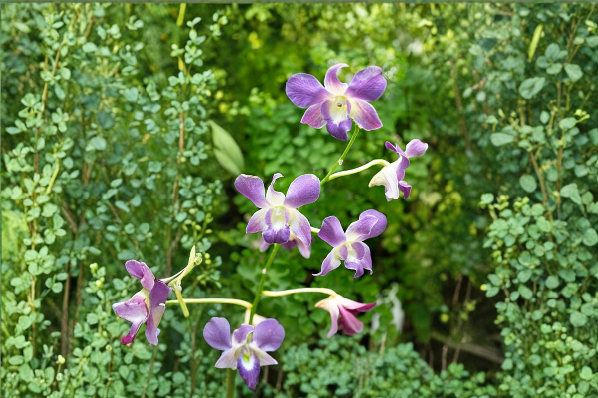 Dendrobium Chao Phraya Blue Orchid Live Plant