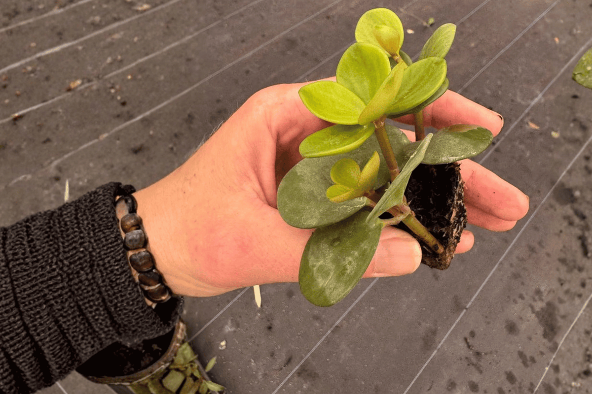 Peperomia Hope 2 Live Starter Plants – 2-Inch Starter Size (Bare Root with Soil Pod)