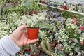 Edgar’s Baby Dragon Fruit Starter Plants (2-Pack) - Selenicereus Hybrid, 2-Inch Pots