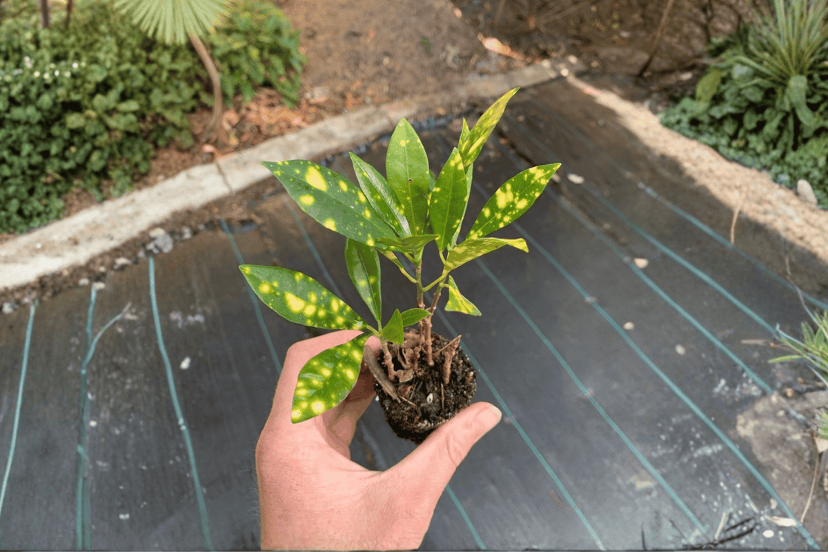 Gold Dust Croton 2 Starter Plants Bare Root | Codiaeum variegatum