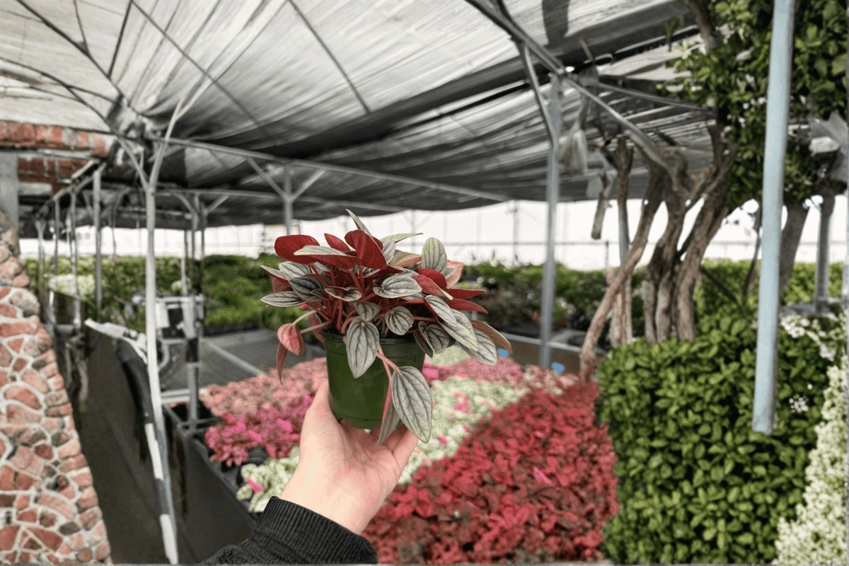 Peperomia Santorini Live Plants – 2 in 4-Inch Pots