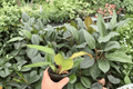 Philodendron Pluto Choco Empress - 2 Live Plants in 4-Inch Pots