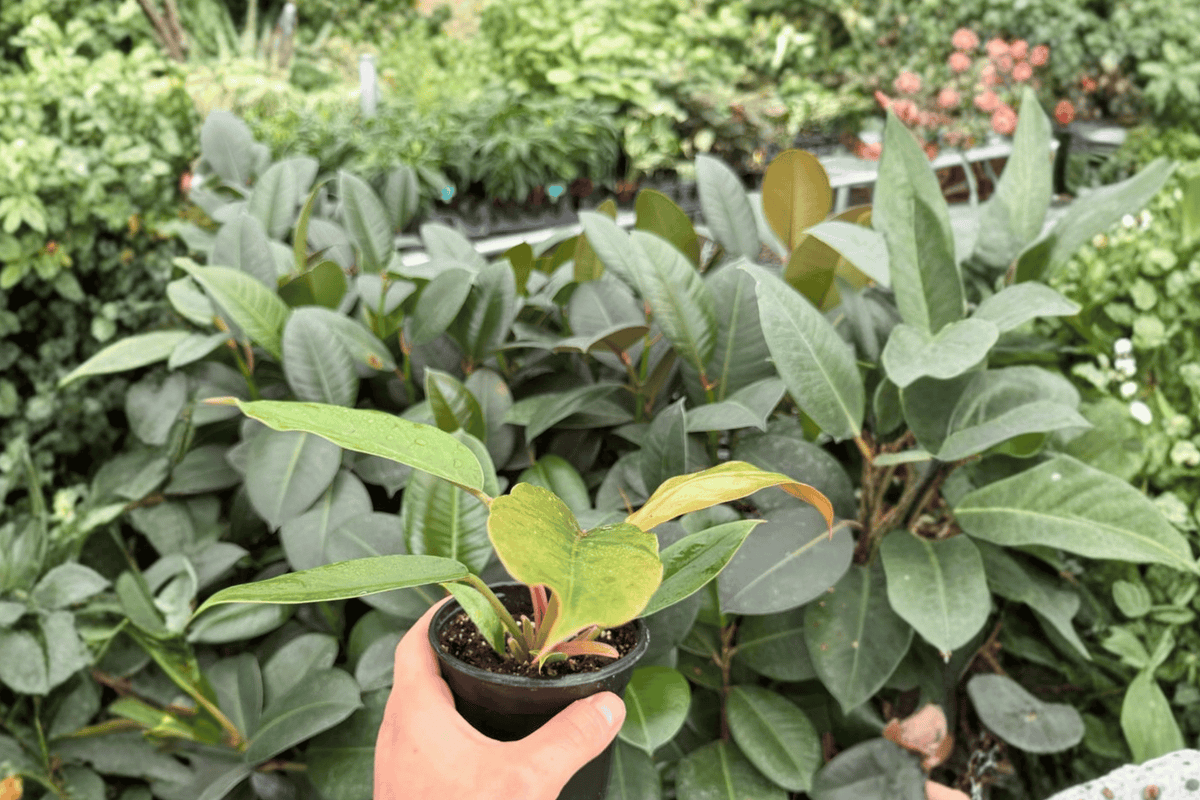 Philodendron Pluto Choco Empress - 2 Live Plants in 4-Inch Pots