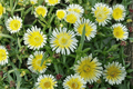 Delosperma ‘Limoncello’ Ice Plant - 1 Live Plant in 4-Inch Pot (Wheels of Wonder)