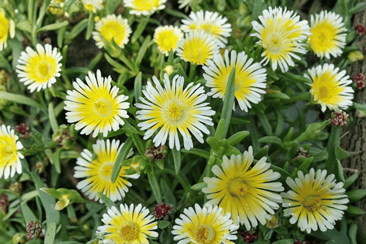 Delosperma ‘Limoncello’ Ice Plant - 1 Live Plant in 4-Inch Pot (Wheels of Wonder)
