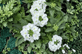 Empress Sun White Verbena Live Plant - 4-Inch Pot (Verbena 'Empress Sun White')