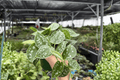 Scindapsus Silvery Ann - 2 Exact 4-Inch Potted Live Plants (Scindapsus pictus 'Silvery Ann')