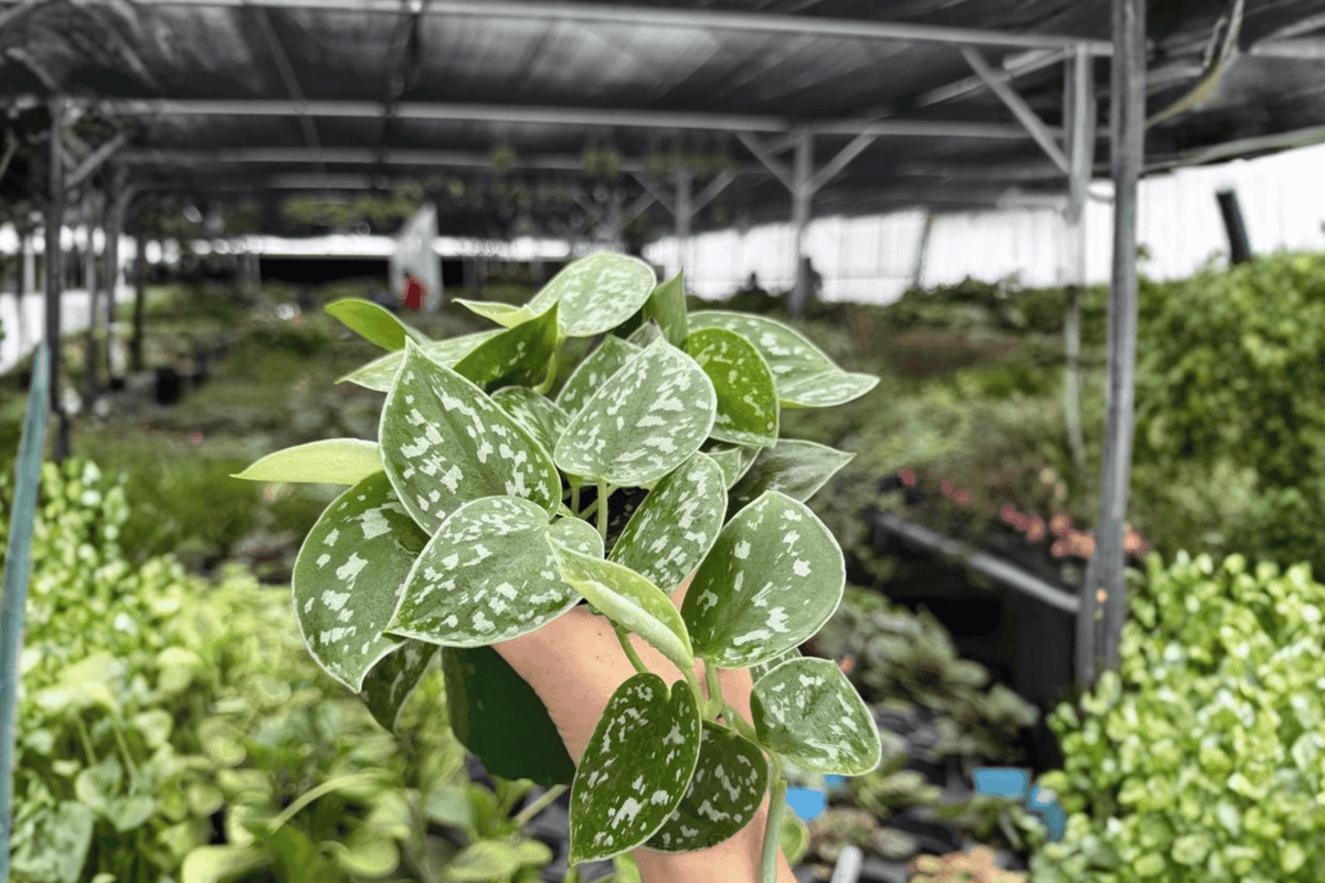 Scindapsus Silvery Ann - 2 Exact 4-Inch Potted Live Plants (Scindapsus pictus 'Silvery Ann')