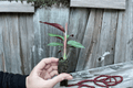 Calathea Sanguinea (Goeppertia majestica) - 2 Starter Live Plants, Bare Root