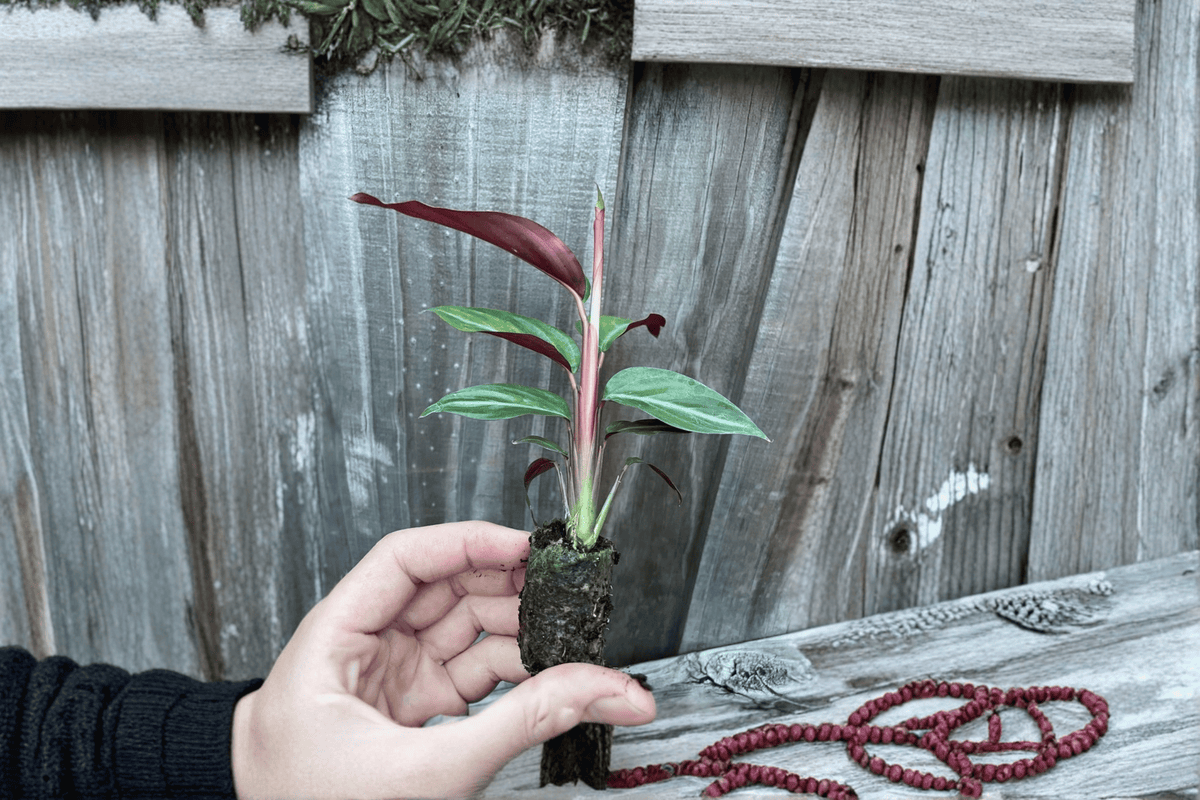 Calathea Sanguinea (Goeppertia majestica) - 2 Starter Live Plants, Bare Root