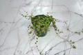 String of Turtles Peperomia Prostrata - Rooted Starter Plant in 3" or 4.5" Pot