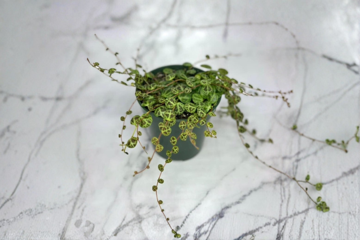 String of Turtles Peperomia Prostrata - Rooted Starter Plant in 3" or 4.5" Pot
