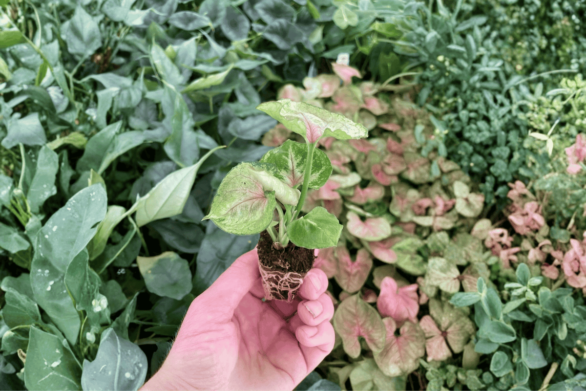 Syngonium Mango Allusion Starter Plants - 2 Live 2-Inch Cuttings (Unpotted)