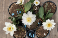 Snow Flurry Camellia – 1 Gallon Live Plant, White Bloom, Zone 6 Cold Hardy Evergreen