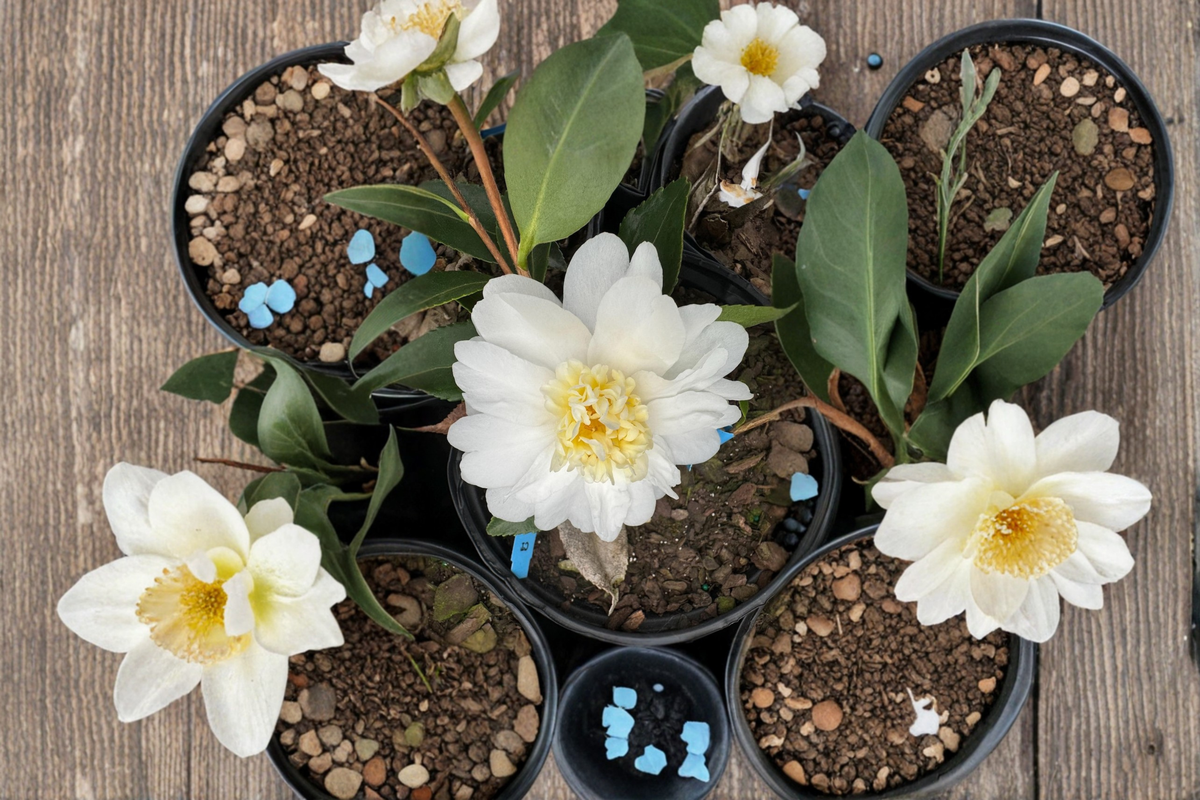 Snow Flurry Camellia – 1 Gallon Live Plant, White Bloom, Zone 6 Cold Hardy Evergreen