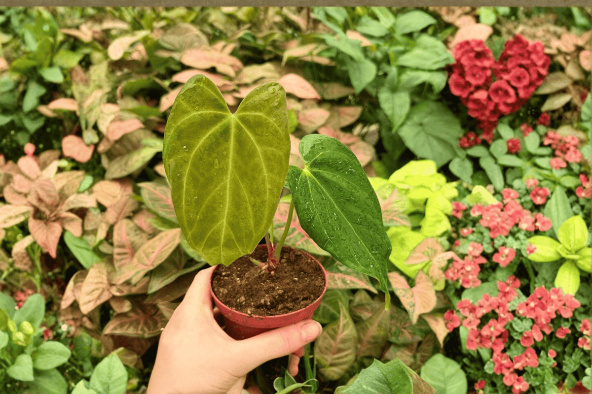 Anthurium Goliath x Dark Mama - 2 Exact Live Plants in 4-Inch Pots