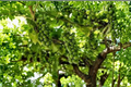 Monastery Muscat Grape Vine Live Plant - Seedless White Grape For Trellis & Garden
