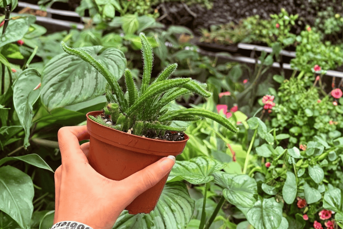 Rhipsalis sulcata - 2 Live Plants in 4" Pots (Potted or Bare-Root—Verify)