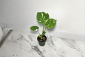 Monstera Thai Constellation - 4 Inch Fully Rooted Tissue Culture Live Plant