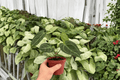Anthurium Red Stem × Legend Live Plants (2) - 4" Bare Root