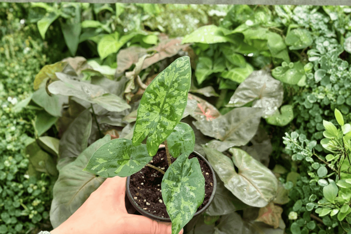 Alocasia Shattered Glass Live Plants - 2 Exact 4-Inch Pots