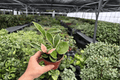 Hoya Carnosa Albomarginata - 2 Exact Live Plants in 4-Inch Pots